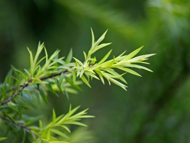 planta de árbol de té